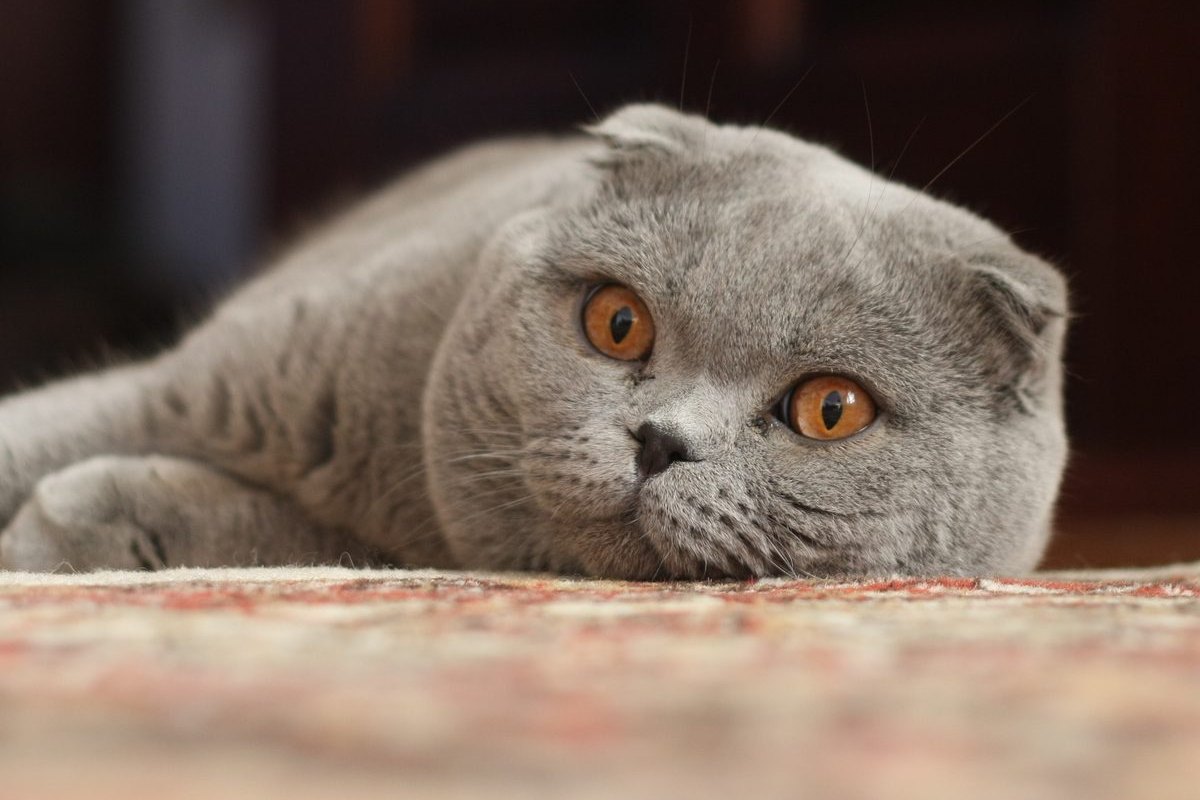 Blaugraue Scottish Fold mit nach vorn gefalteten Ohren und kupferfarbenen Augen liegt mit dem Kopf auf einem Teppich.