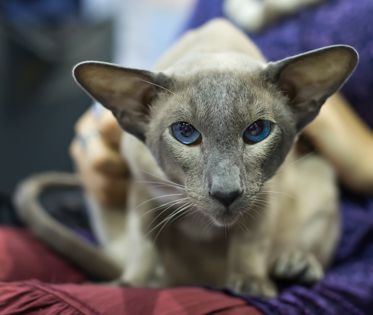 Siamkatze in Blue Point mit keilförmigem Kopf, sehr großen Ohren und leuchtend blauen Augen, die in die Kamera blickt.