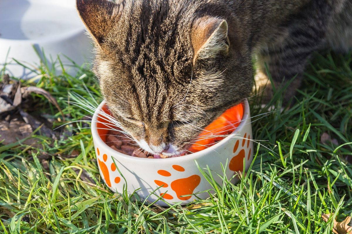 Getigerte Katze frisst im Gras aus einem weißen Napf mit orangefarbenen Pfotenabdrücken