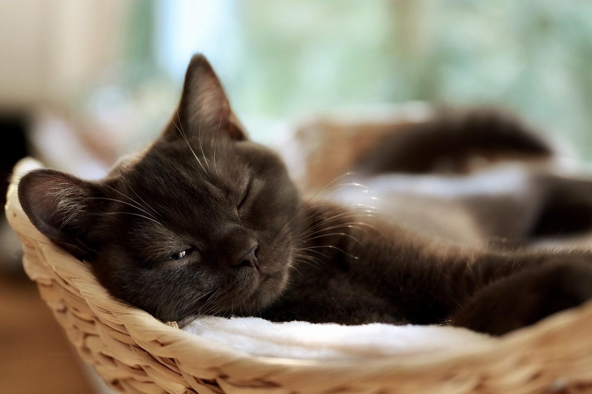 Dunkelbraune Katze döst mit geschlossenen Augen in einem geflochtenen Korb