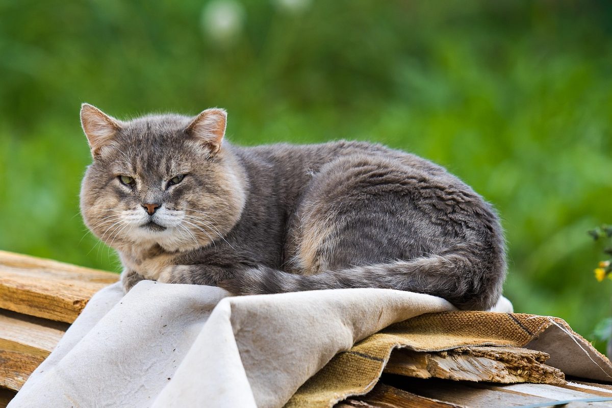 Kräftige grau getigerte Katze liegt mit halb geschlossenen Augen auf einem hellen Tuch über einem Holzstapel, im Hintergrund unscharfes Grün