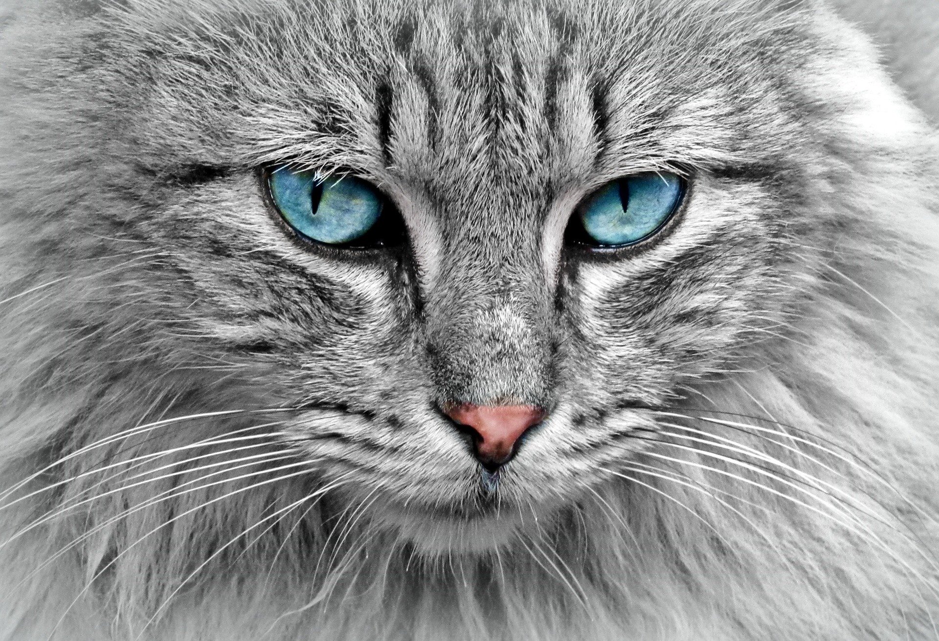 Giftige Pflanzen fr Katzen - catterys.de