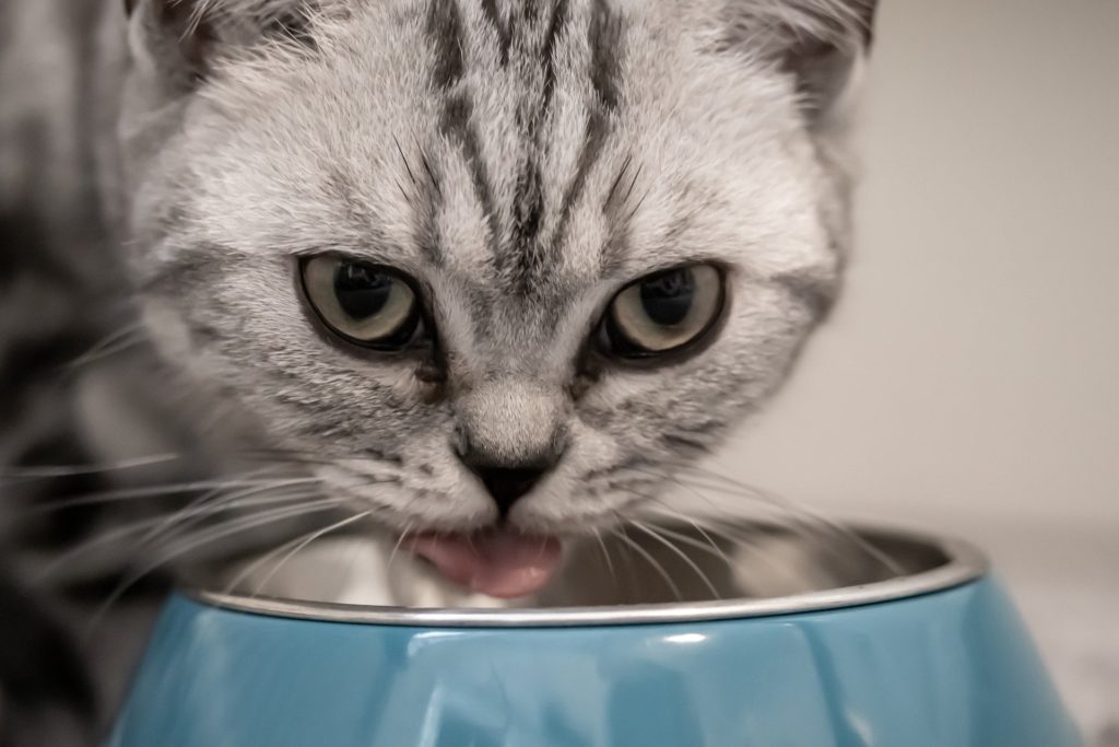 Eine Katze nimmt ihre Nahrung aus einem blauen Fressnapf auf